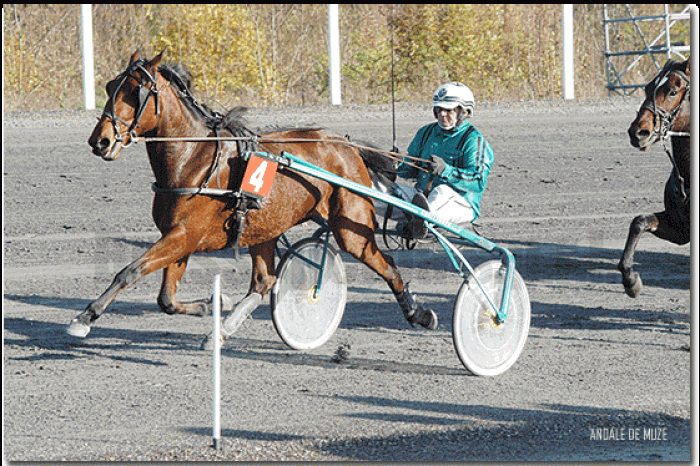 Trot à Groningen (Pays-Bas)