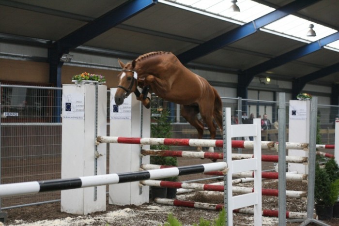 Hengstenkeuring AES (12/3/2008)