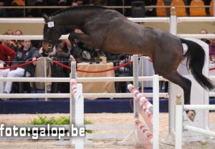 3e fase hengstenkeuring BWP