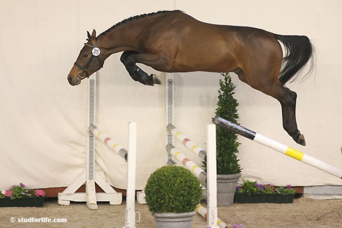 STALLION INSPECTION AES