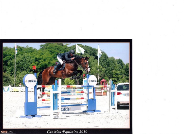 ELITEHENGST IN DE KIJKER : QUERLYBET HERO