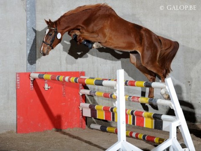 JUMPING MECHELEN - VRIJ SPRINGEN 2-JARIGE PAARDEN