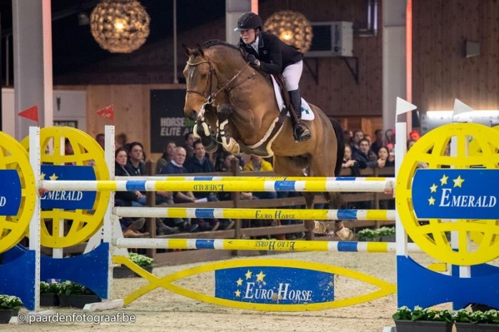 Two out of two for Navajo in PAVO stallion competition
