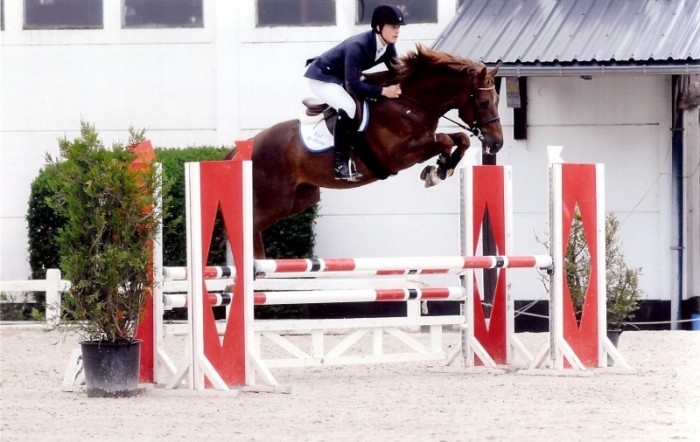 cyclus Jonge paarden Hulsterlo