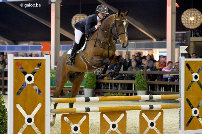 PAVO HENGSTENCOMPETITIE BWP HK LIER
