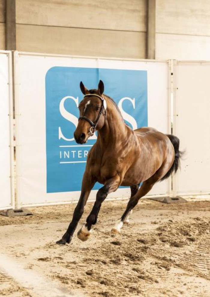 Three new SBS approved stallions
