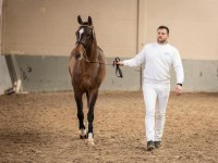 Four stallions approved for sBs