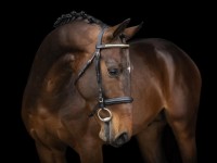 Three 4-year-old champions in the stallion competition