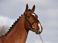 Mosito in power at Belgian Youngster Trials